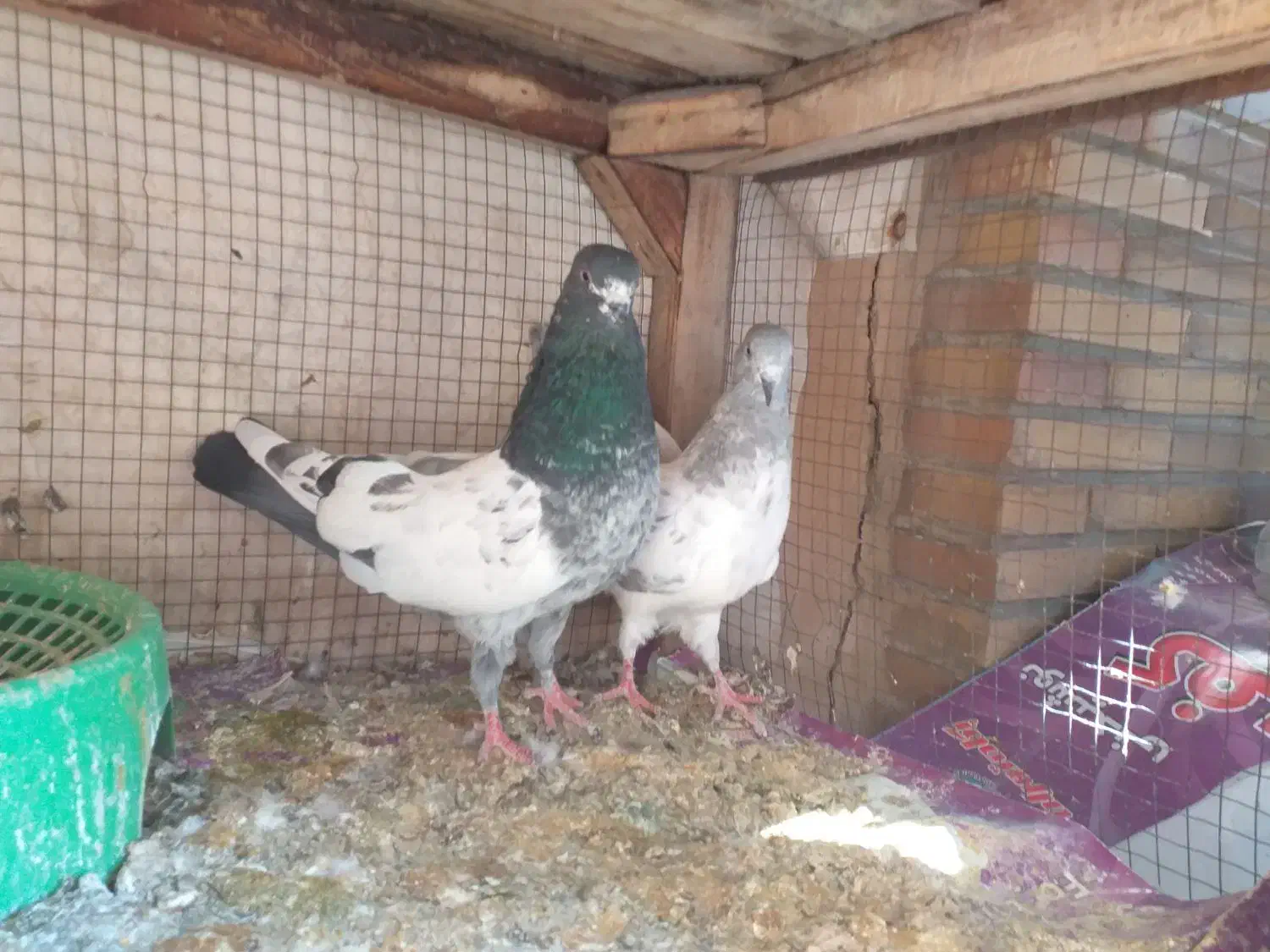 کفتر کله دم سبز و صابونی(الماسی) پرشی|پرنده|فولادشهر, A4|دیوار