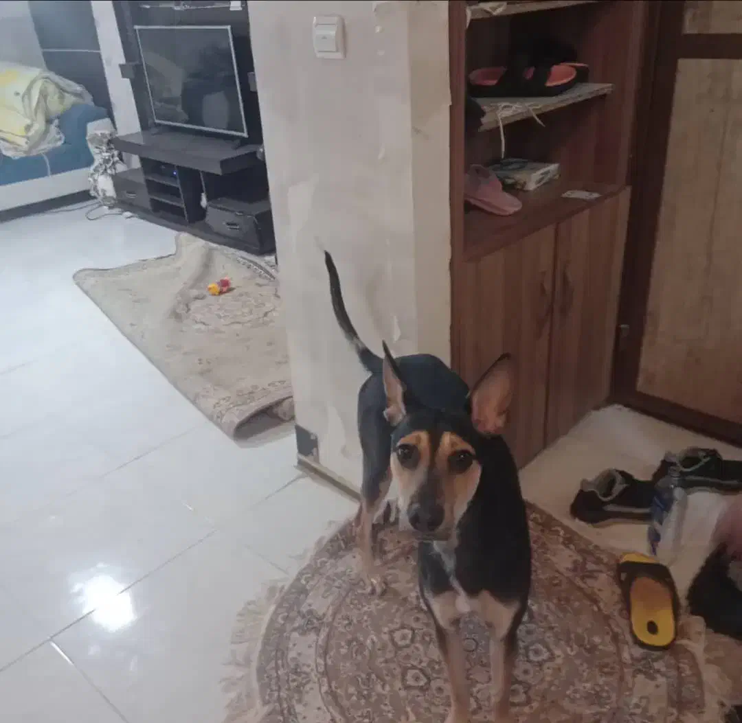 واگذاری سگ|سگ|شاهینشهر, شهرک گلدیس|دیوار