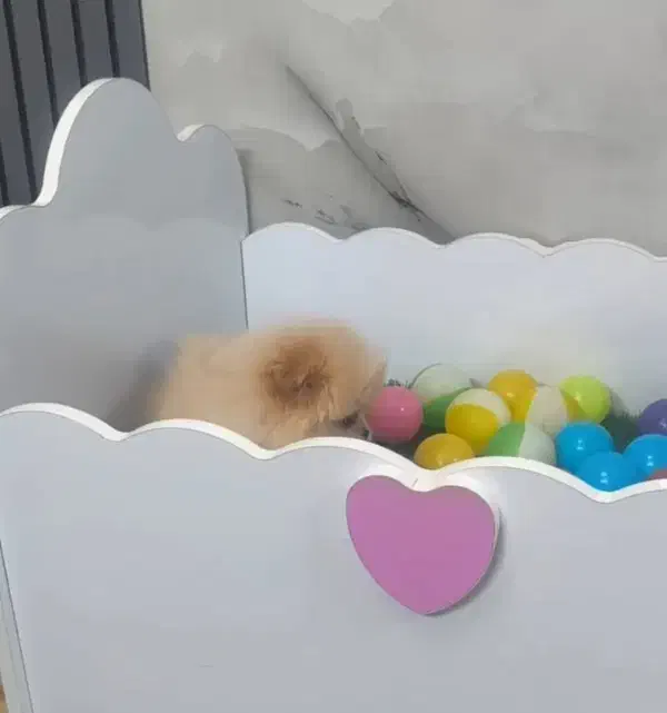 سگ پامر|سگ|فولادشهر, مسکن مهر فولادشهر|دیوار