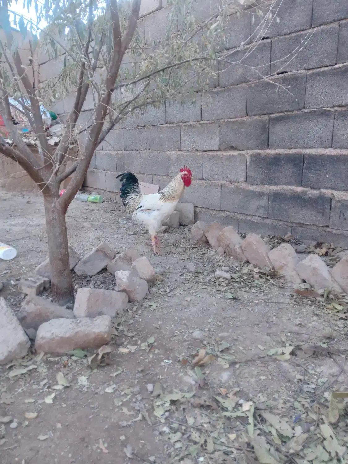 خروس|حیوانات مزرعه|گلبهار, بیزکی|دیوار