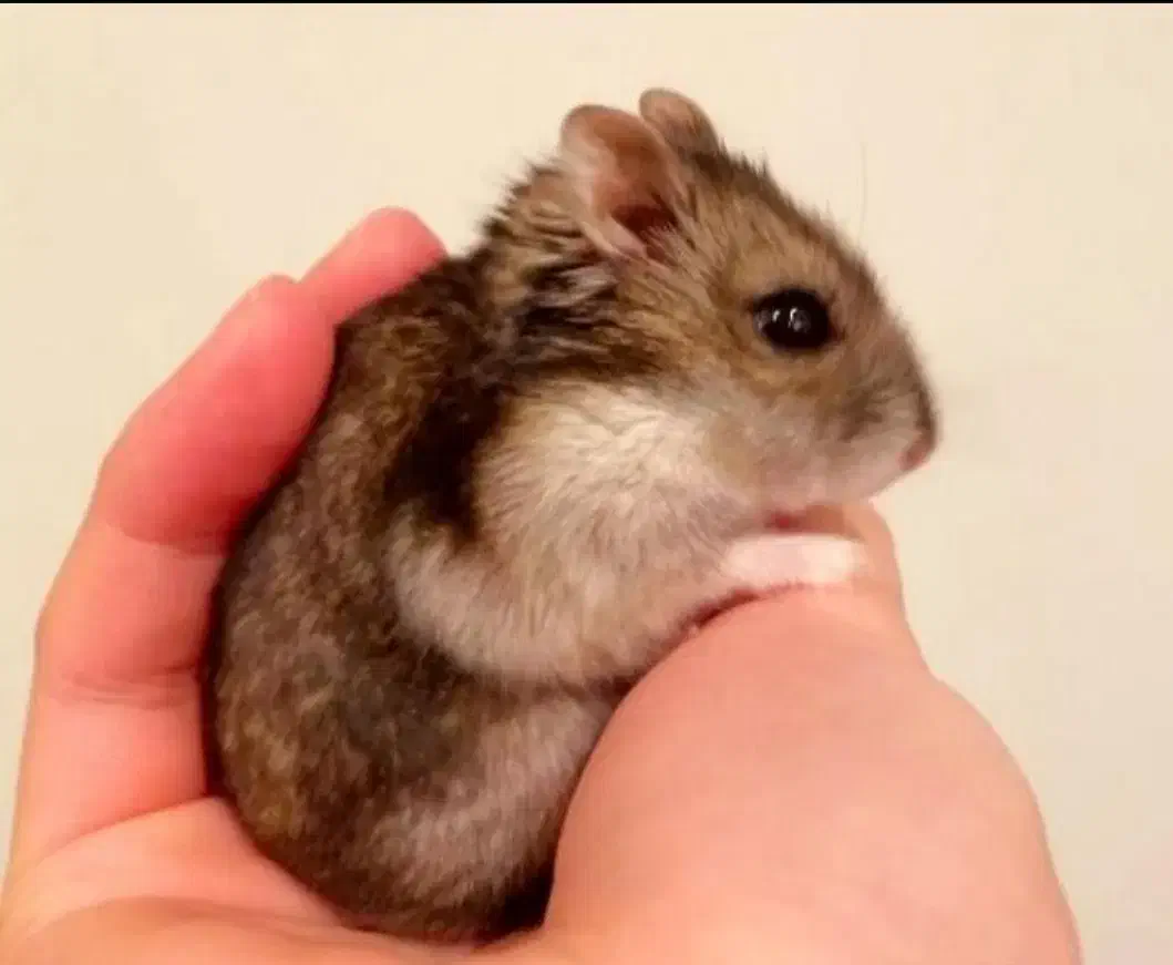 بچه همستر|موش و خرگوش|ساوه, |دیوار