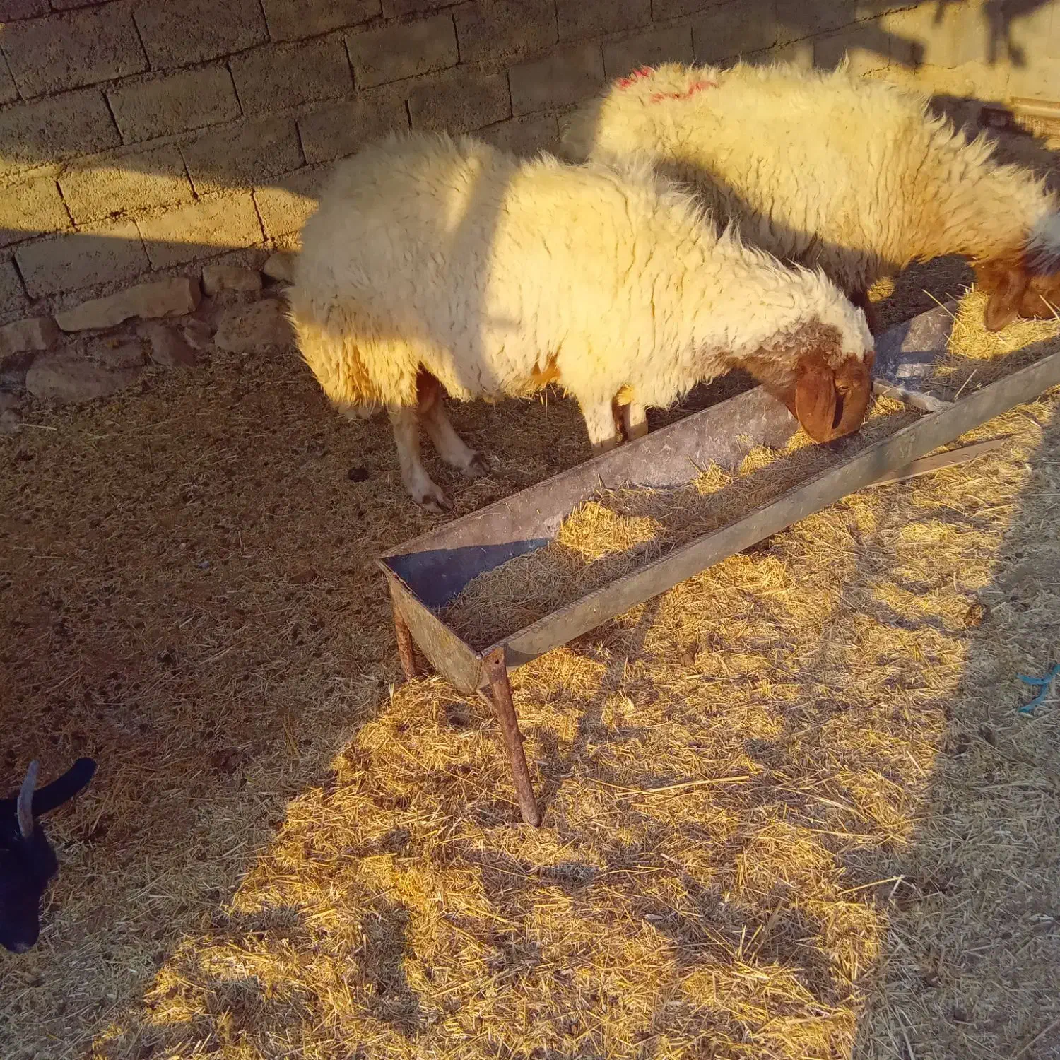 فروش قوچ وبره|حیوانات مزرعه|دهلران, |دیوار