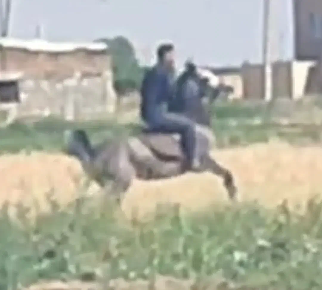 مادیان درجه یک|اسب و تجهیزات اسب‌سواری|کرمانشاه, |دیوار