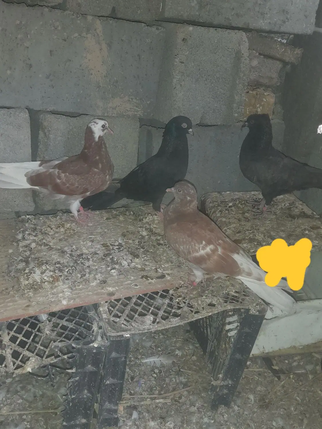 کبوتر|پرنده|رودان, |دیوار