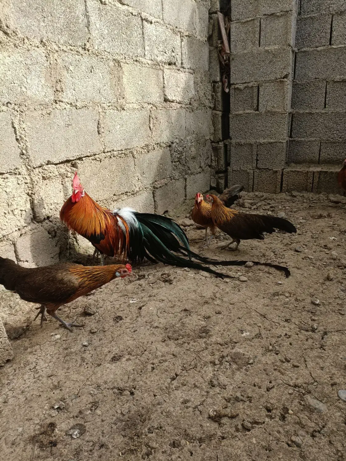 تخم مرغ فونیکس|حیوانات مزرعه|شفت, |دیوار