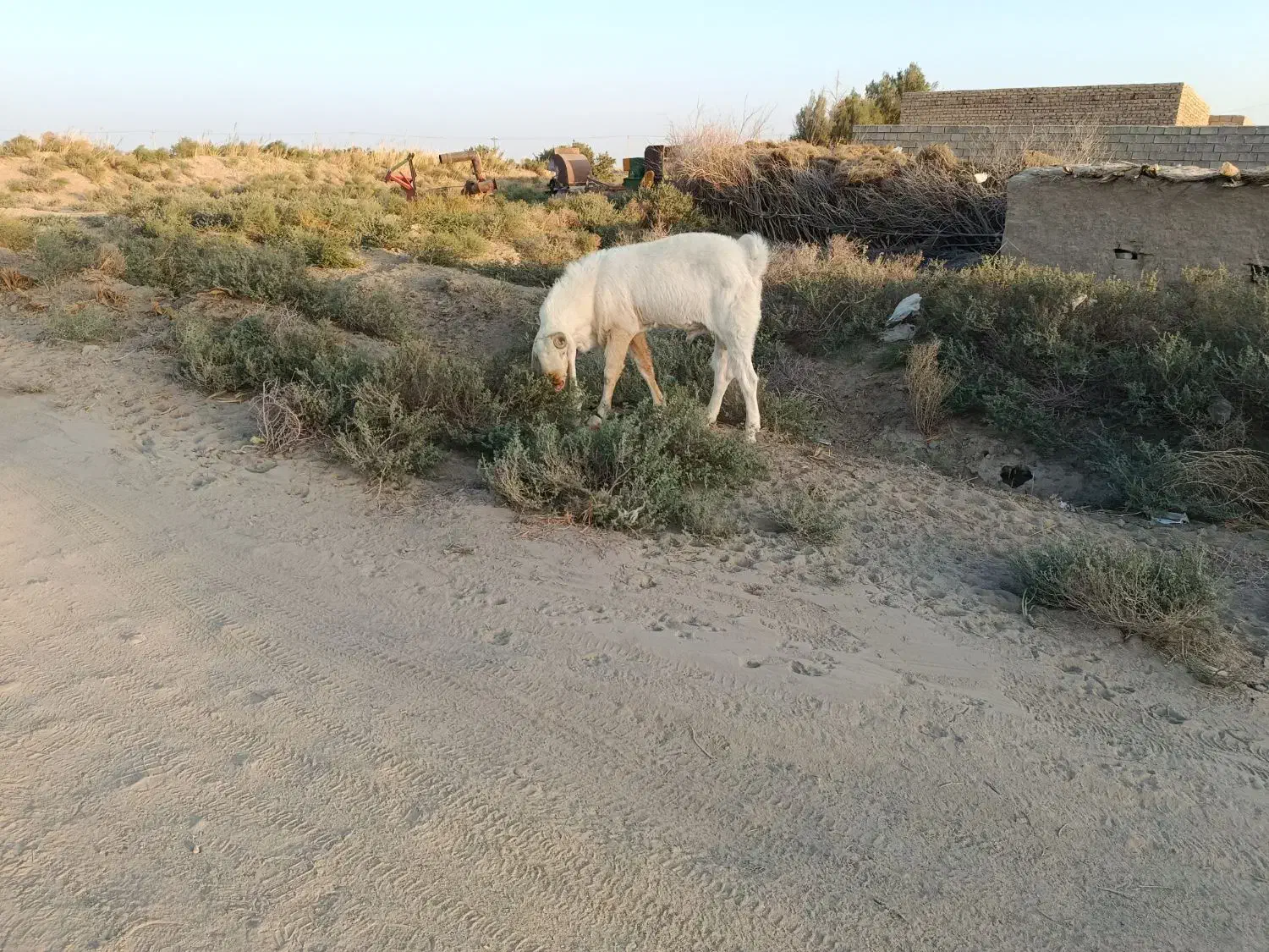 بز گلابی اصل|حیوانات مزرعه|هیرمند, |دیوار