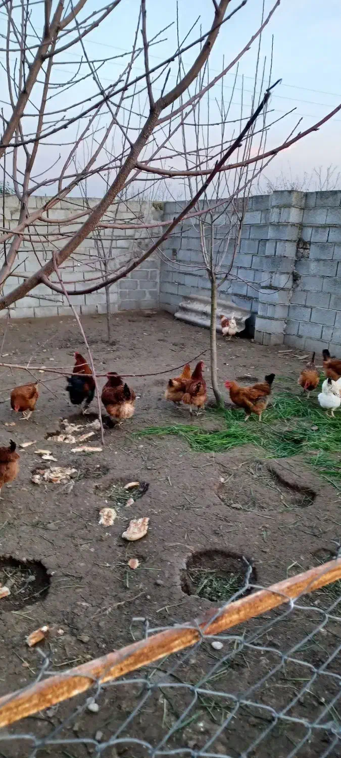 مرغ محلی تخم گذار|حیوانات مزرعه|ساری, |دیوار