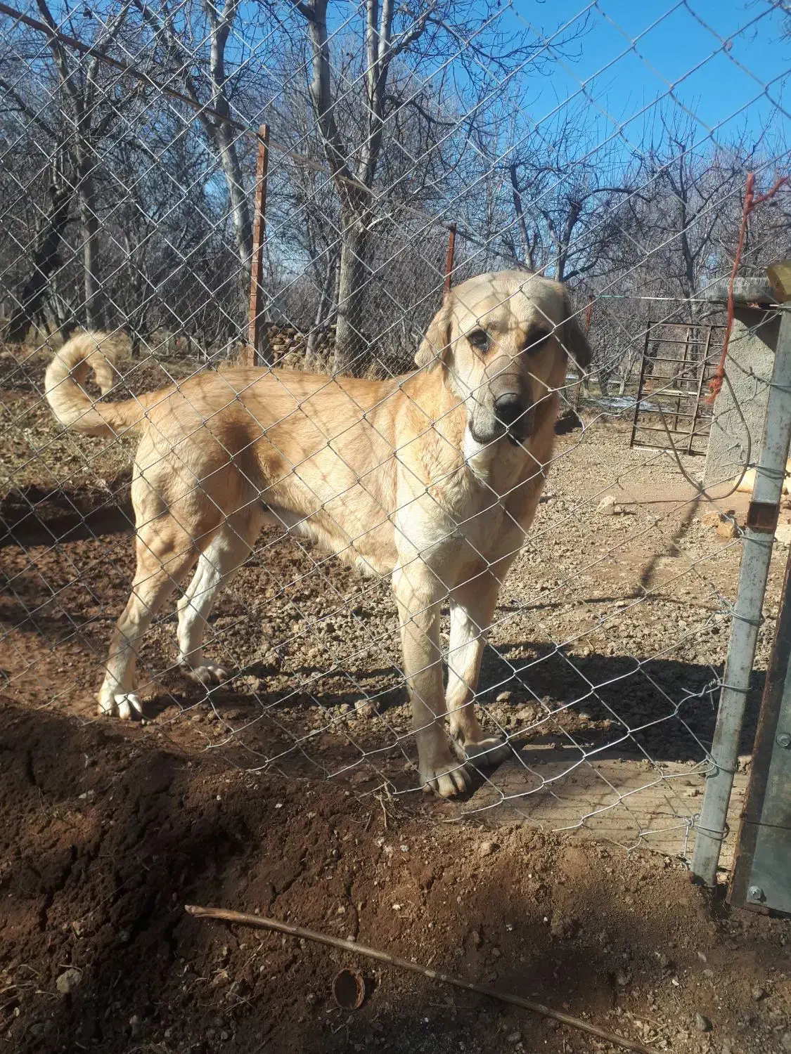 واگذاری سگ ماده پژدر جوان و سالم|سگ|قزوین, |دیوار