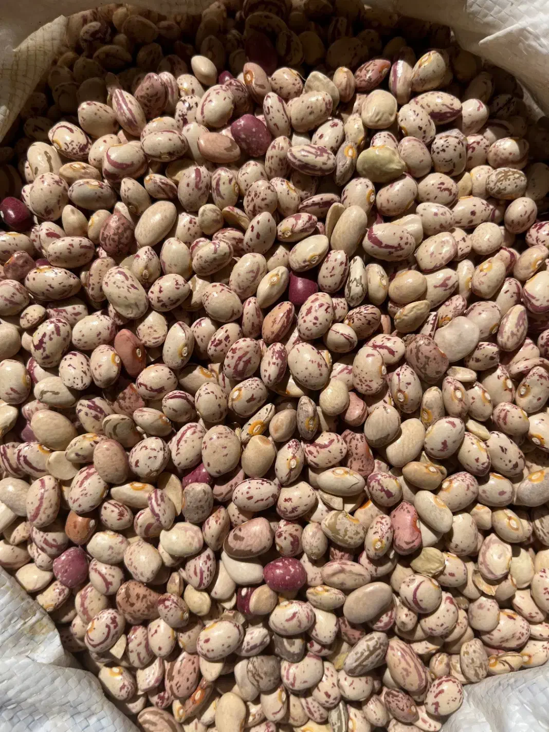 لوبیا چیتی|خوردنی و آشامیدنی|شیراز, فرهنگ شهر|دیوار