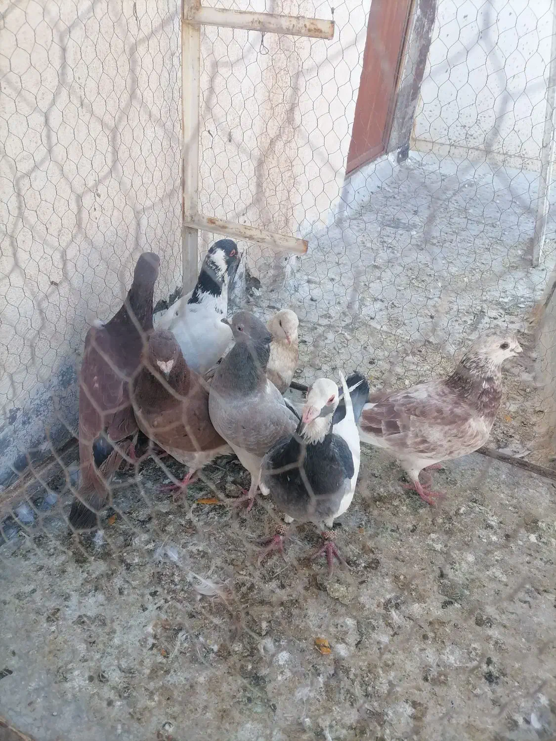 7عدد کبوتر پرشی|پرنده|سبزوار, جنت|دیوار