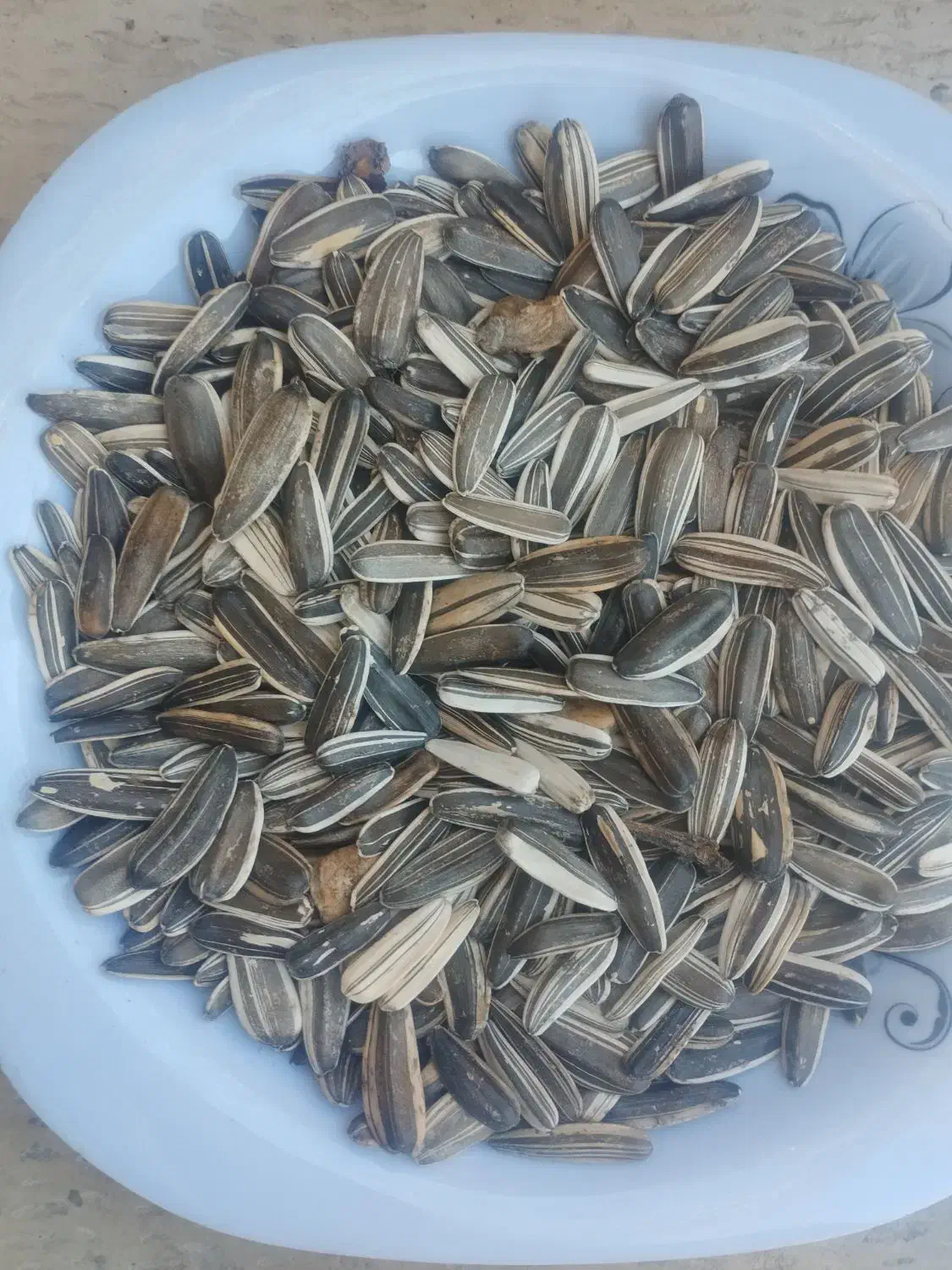 تخمه سنقری کیلویی ۱۸۵تومن|عمدهفروشی|بیستون, |دیوار