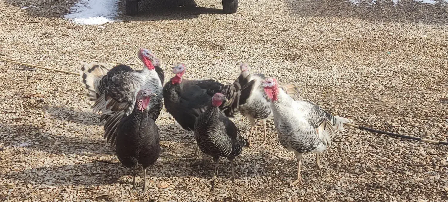 فروش بوقلمون نر|حیوانات مزرعه|یاسوج, |دیوار