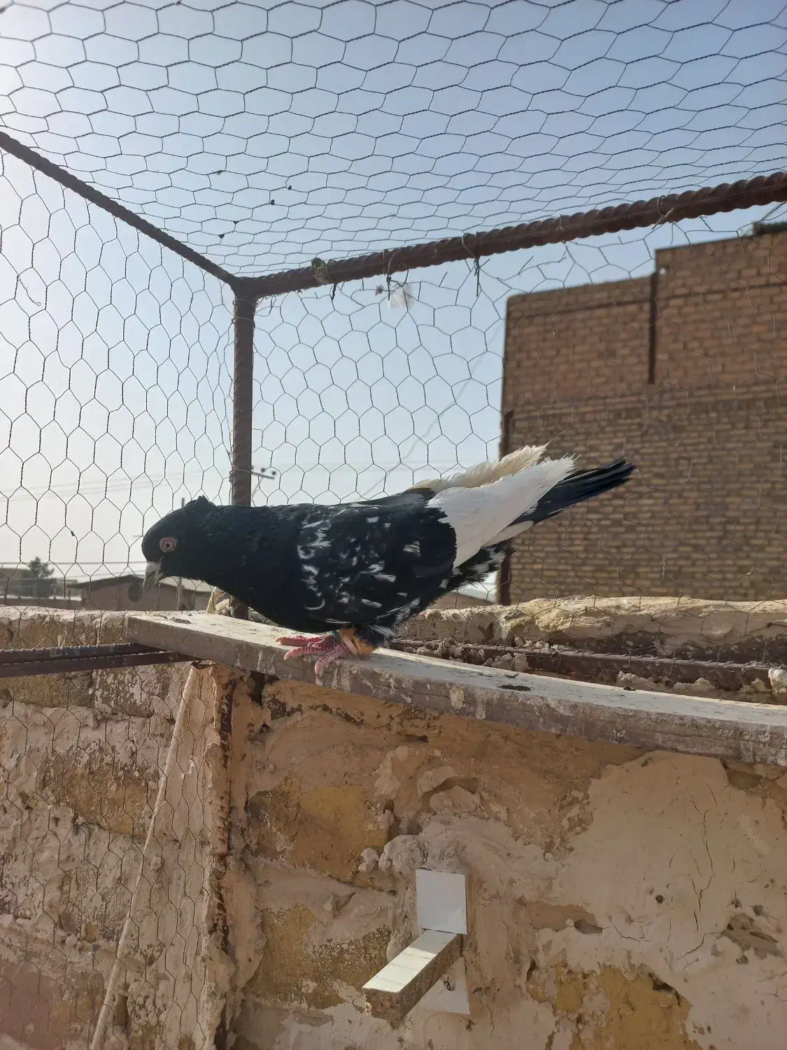 کبوتر سینه سیاه پولکی|پرنده|رشتخوار, |دیوار