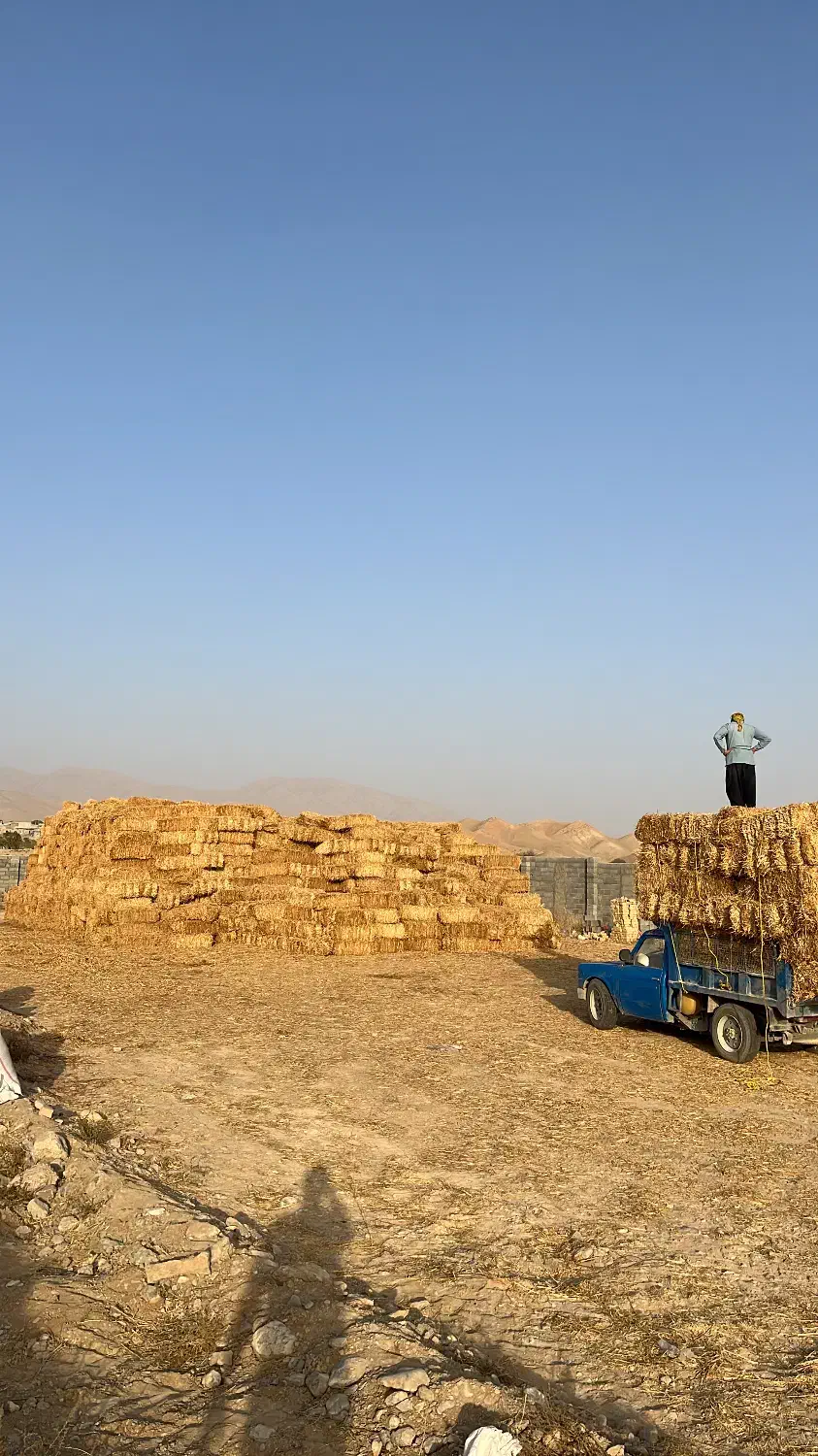 فروش پرس گندم کلاله|عمدهفروشی|شیروان (خراسان), |دیوار