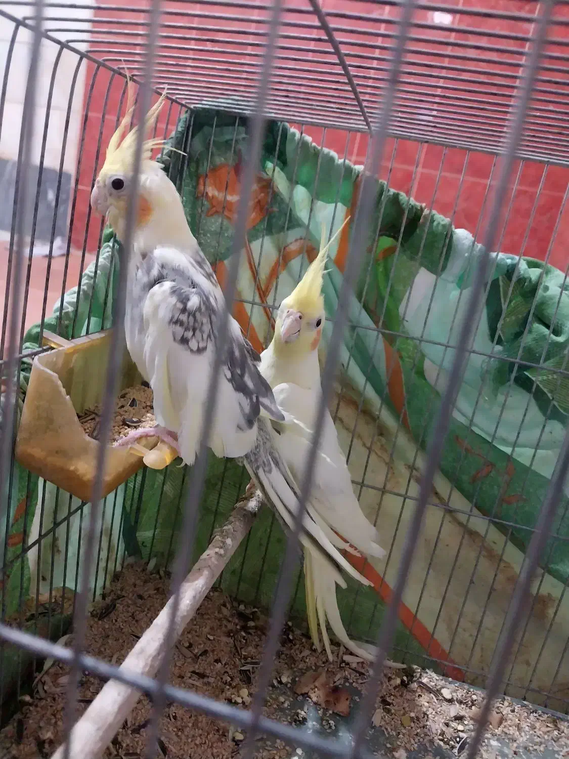 عروس هلندی|پرنده|قم, شهر قائم|دیوار