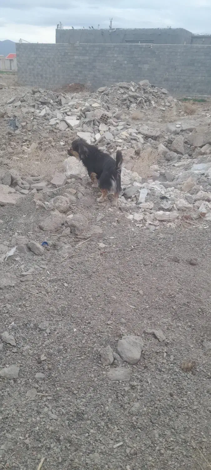 سگ پا کوتاه|سگ|چناران, |دیوار