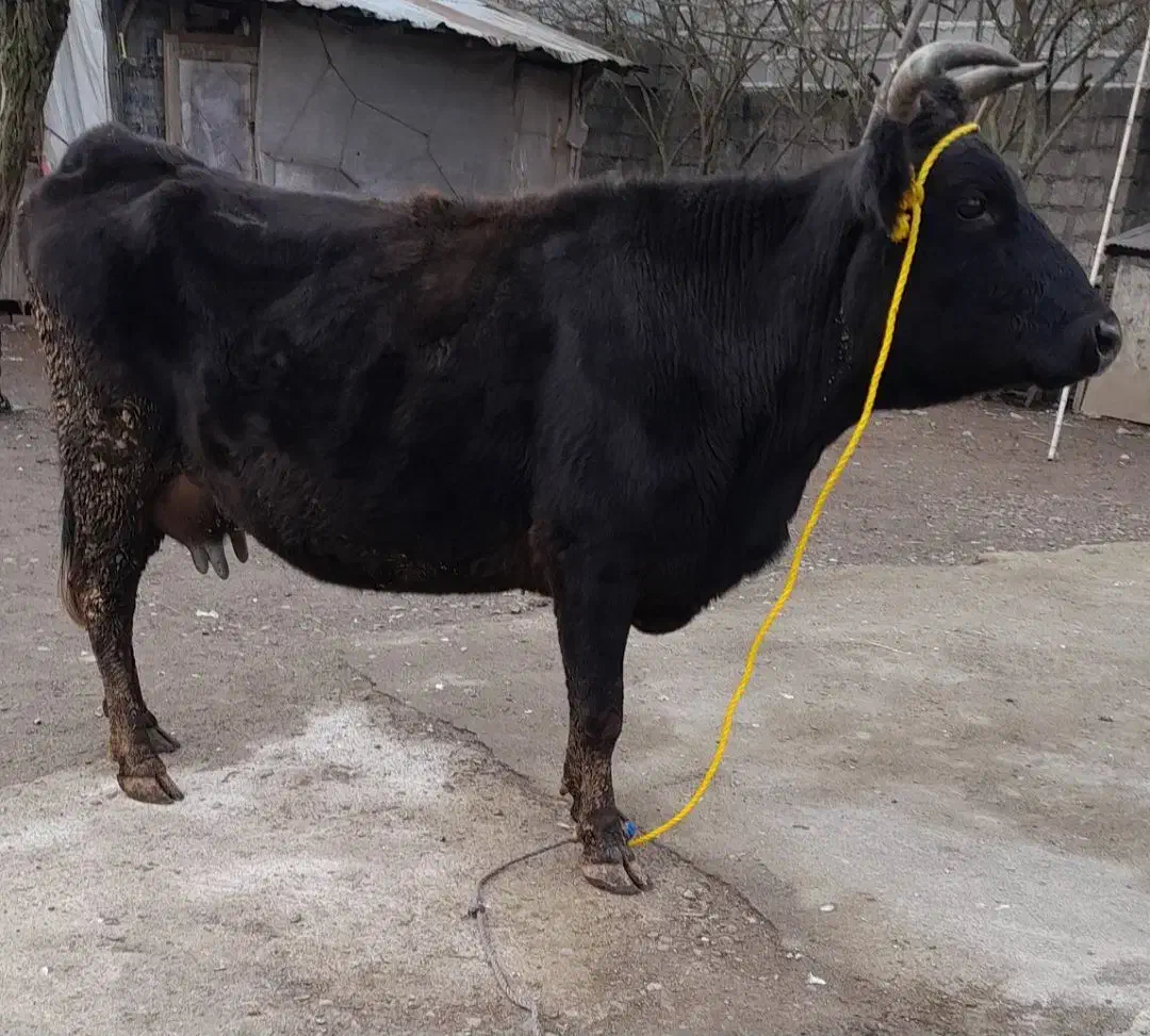 فروش گاووگوساله|حیوانات مزرعه|کلاچای, |دیوار