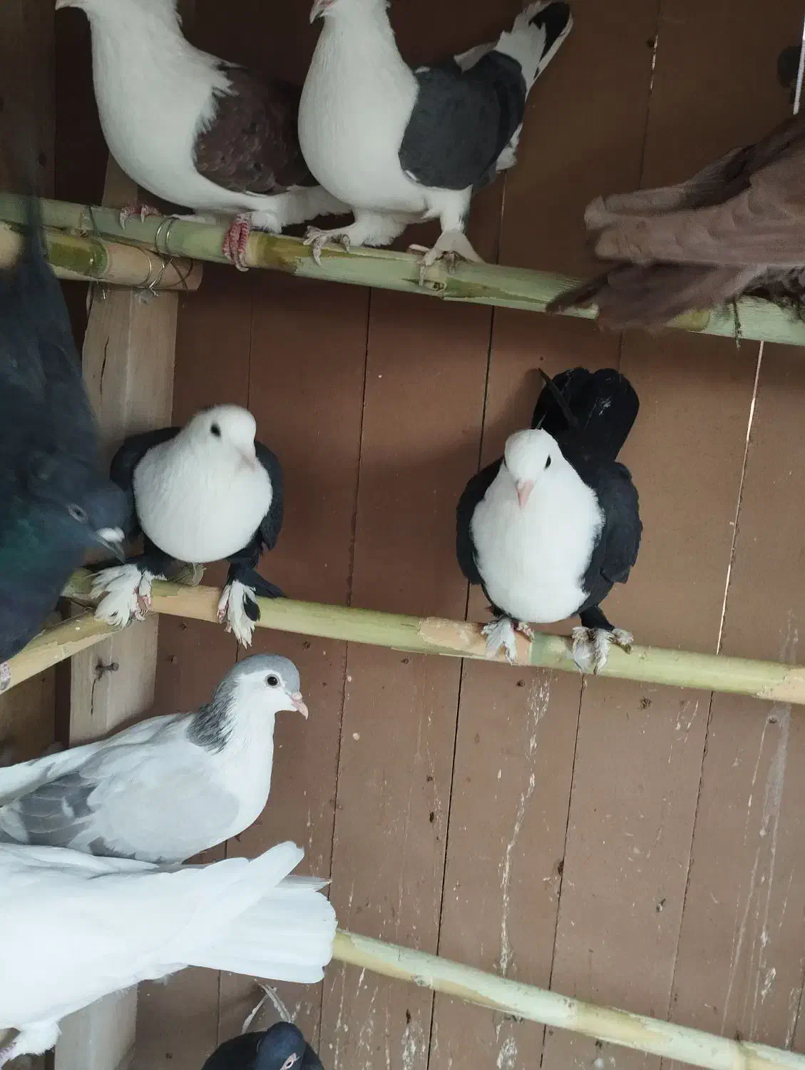 کل سفید. پشدار. پلاس .یهودی|پرنده|قم, پردیسان|دیوار