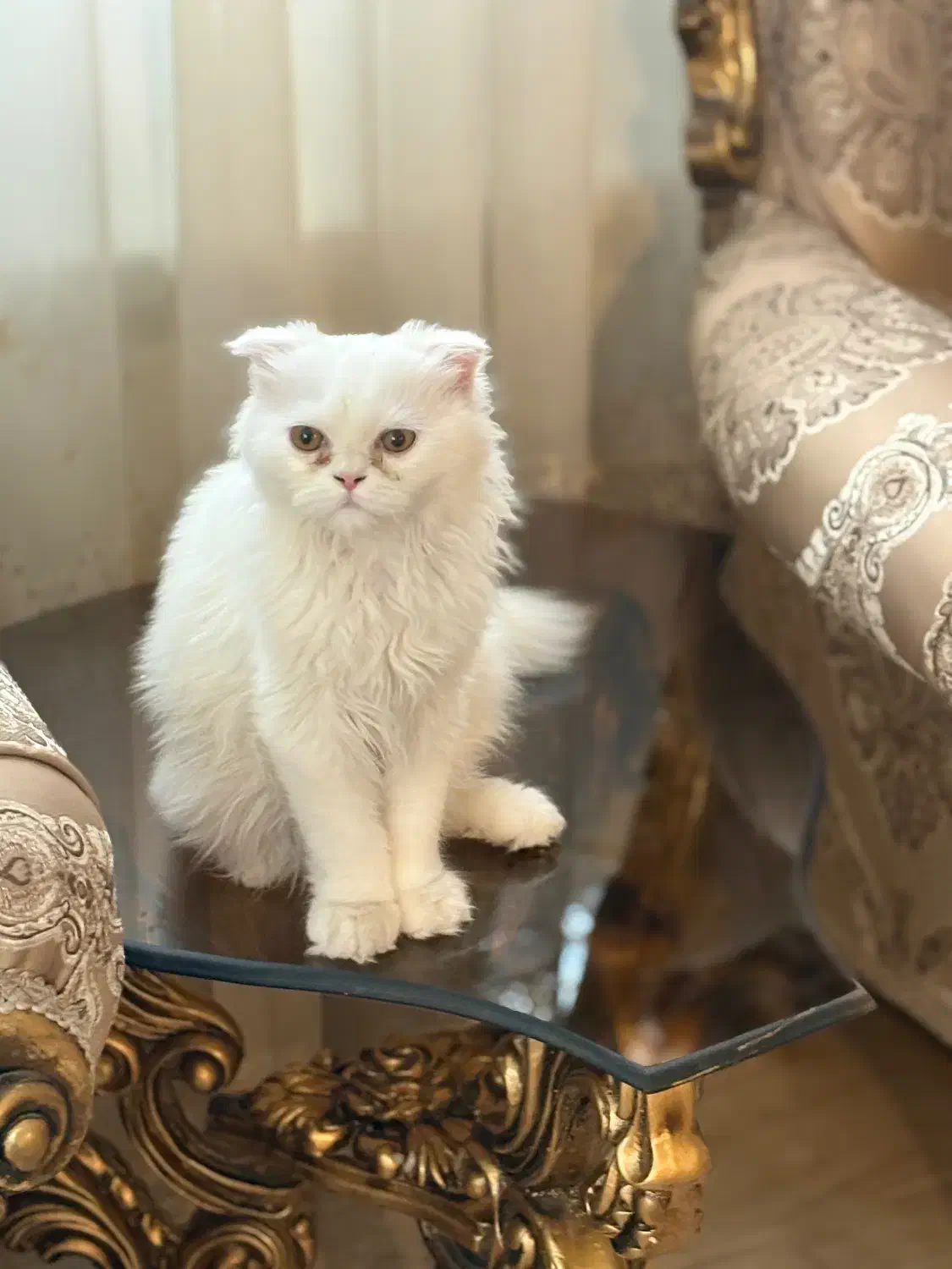 واگذاری گربه|گربه|سهند, |دیوار