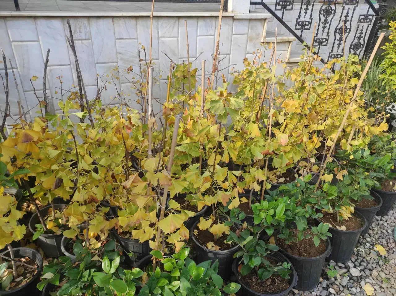 فروش جینگو|گل و گیاه طبیعی|چابکسر, |دیوار