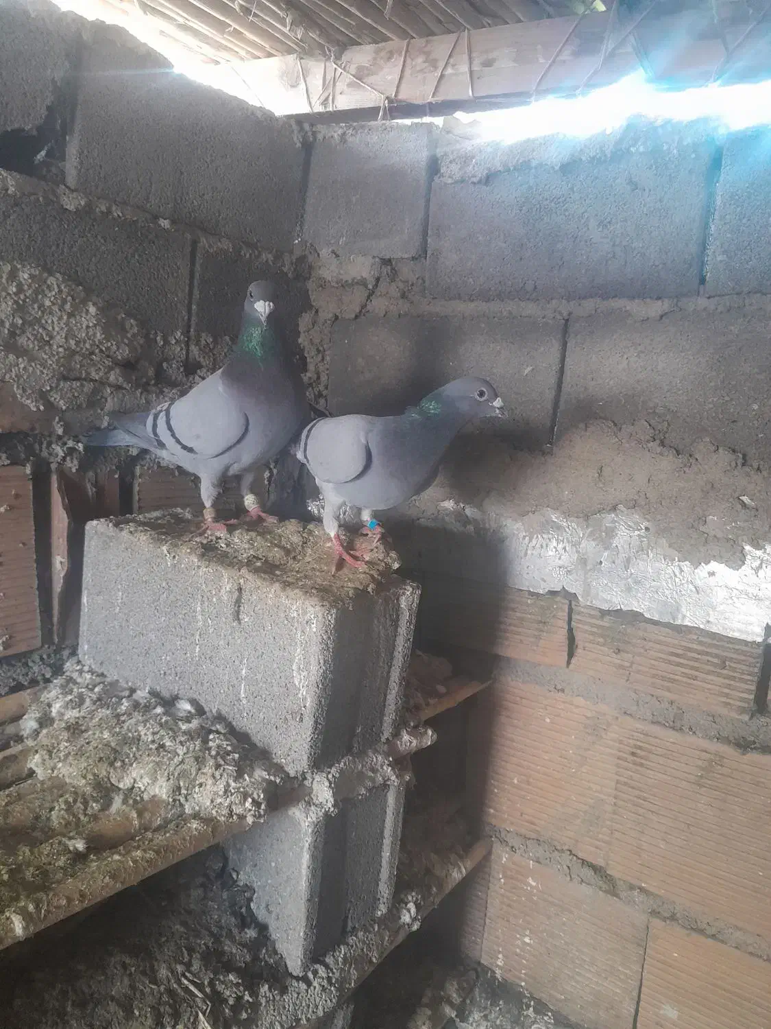 کبوتر|پرنده|نگین شهر, |دیوار