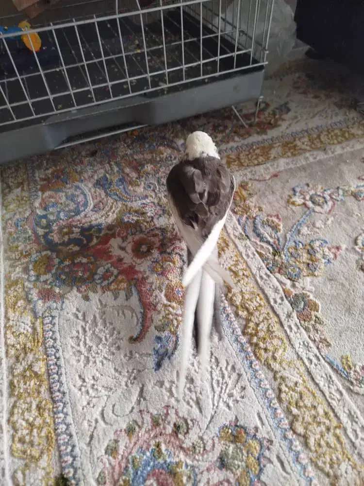 عروس هلندی نر|پرنده|شیراز, شهرک امیر کبیر|دیوار