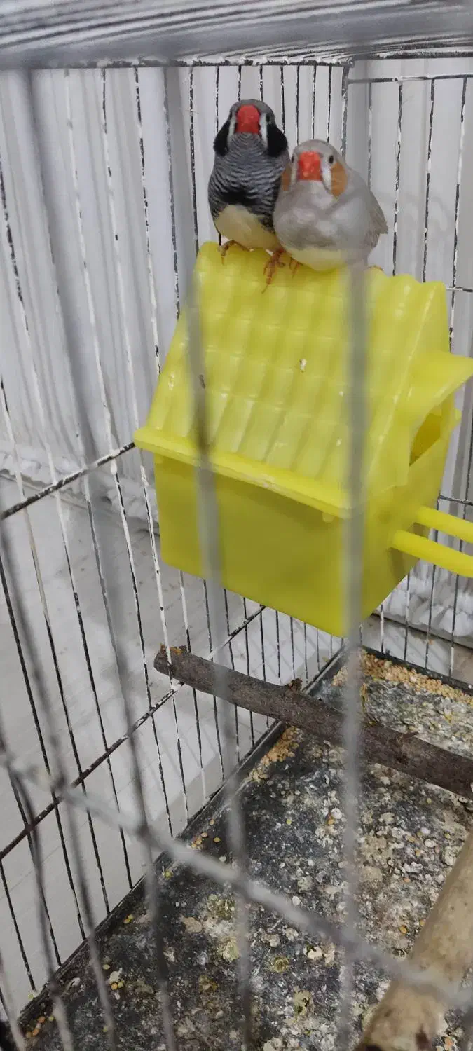 یک جفت فنچ بالغ|پرنده|گنبد کاووس, |دیوار