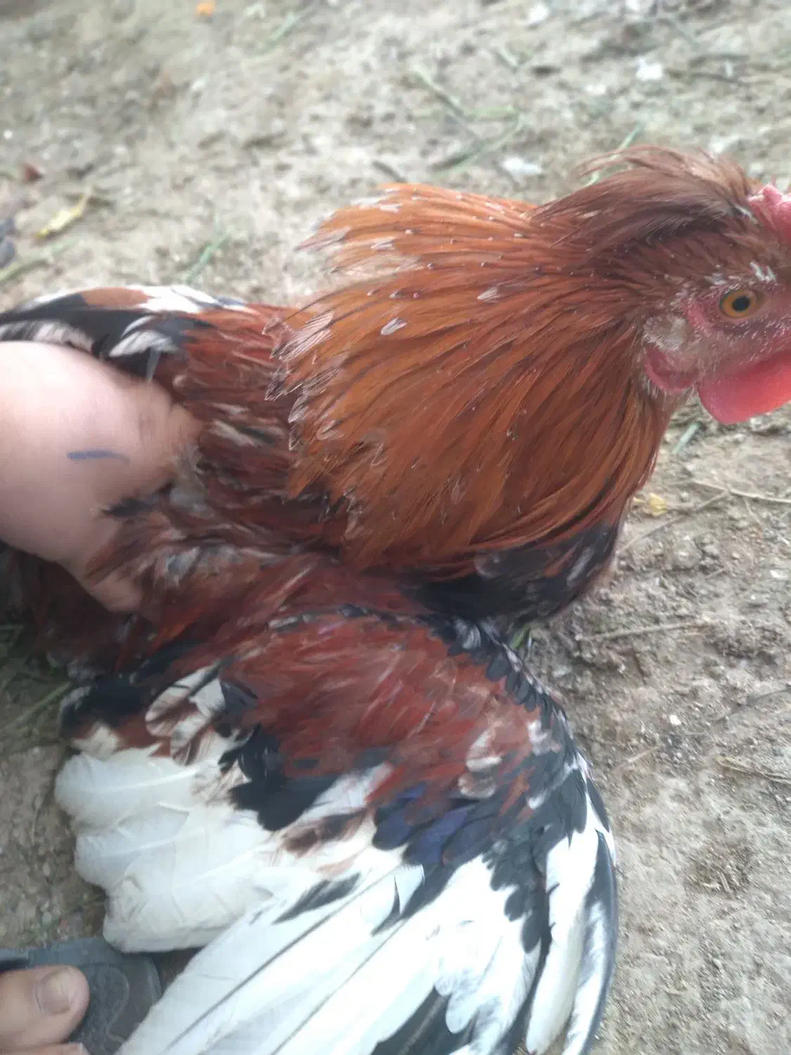 خروس گلین|حیوانات مزرعه|نجفآباد, یزدانشهر|دیوار