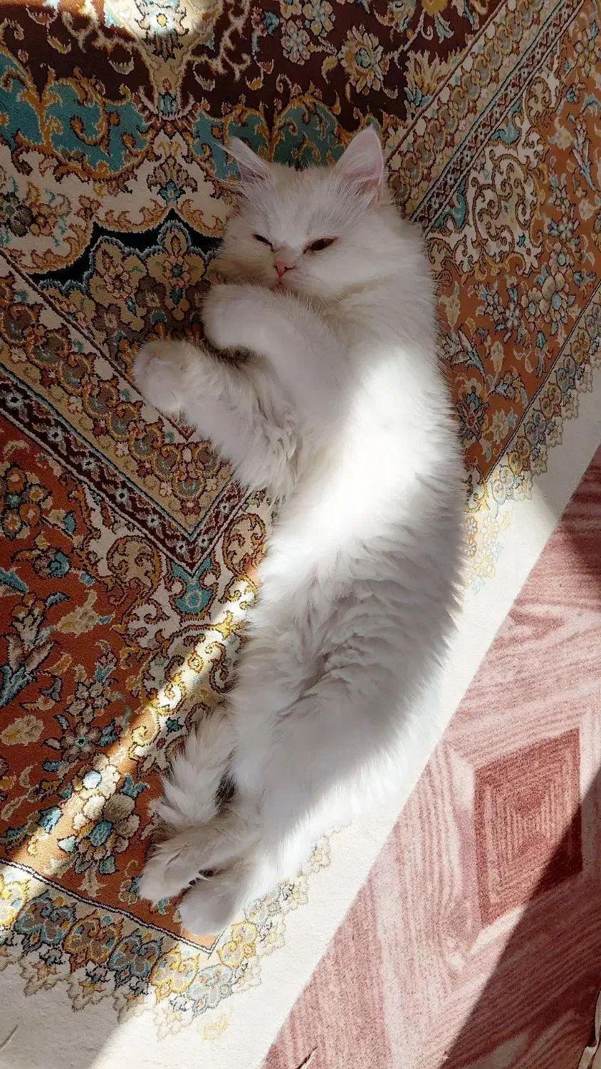 مرند|گربه|مرند, |دیوار