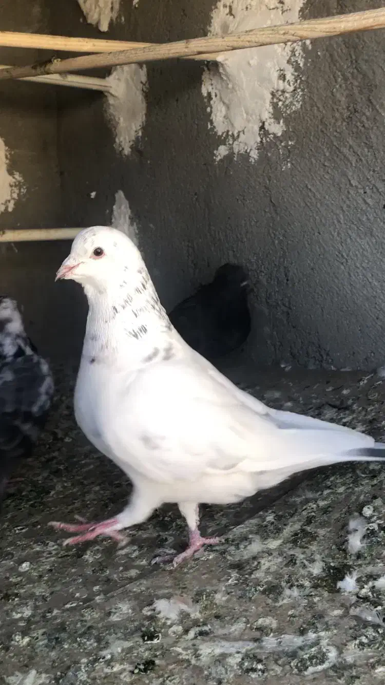 کفتر کبوتر|پرنده|کرج, محمد آباد|دیوار