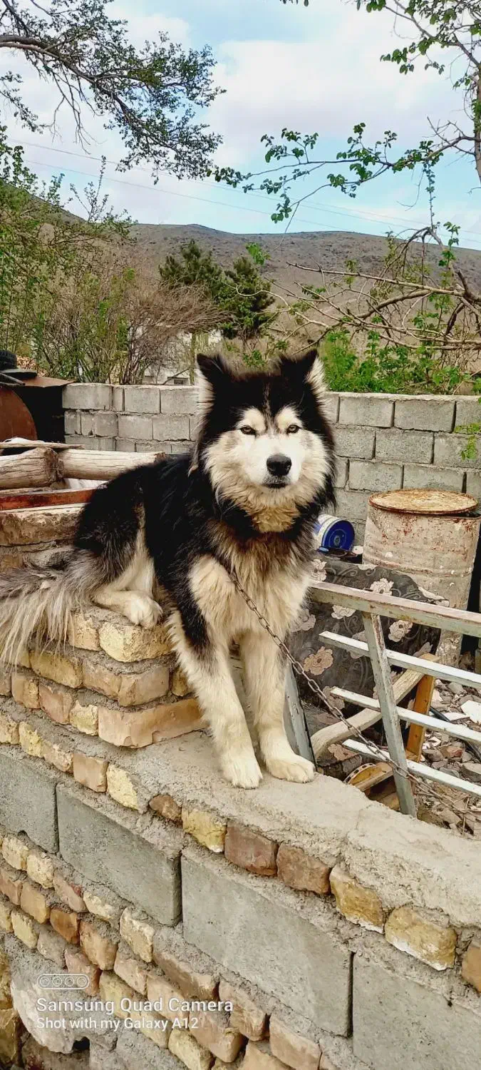 سگ هاسکی|سگ|نیشابور, مازول|دیوار