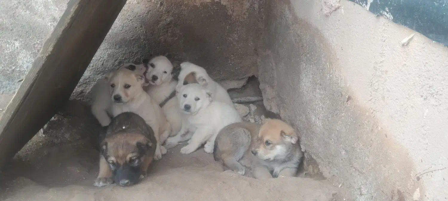 توله سگ|سگ|باشتین, |دیوار