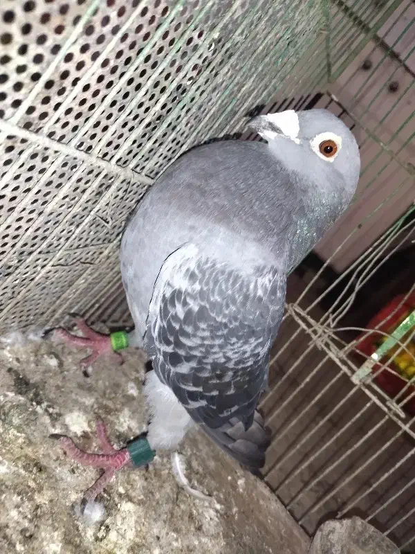 مسافتی|پرنده|مینودشت, |دیوار