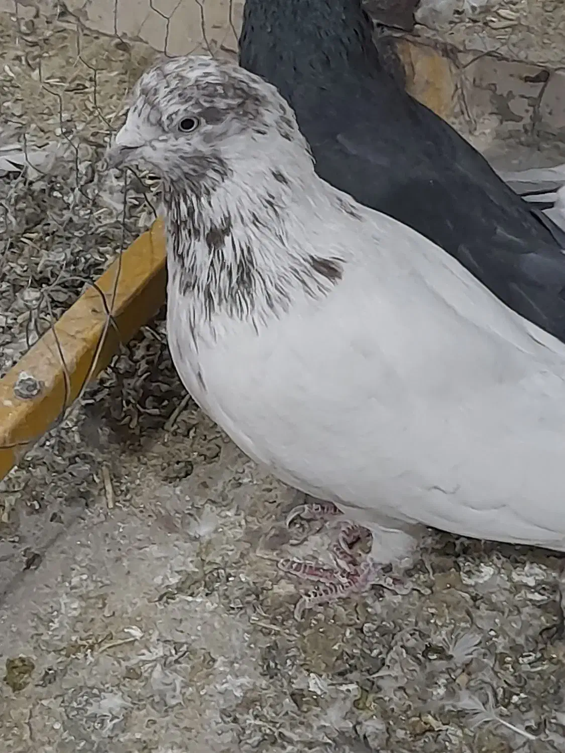 کفتر|پرنده|ساوه, |دیوار