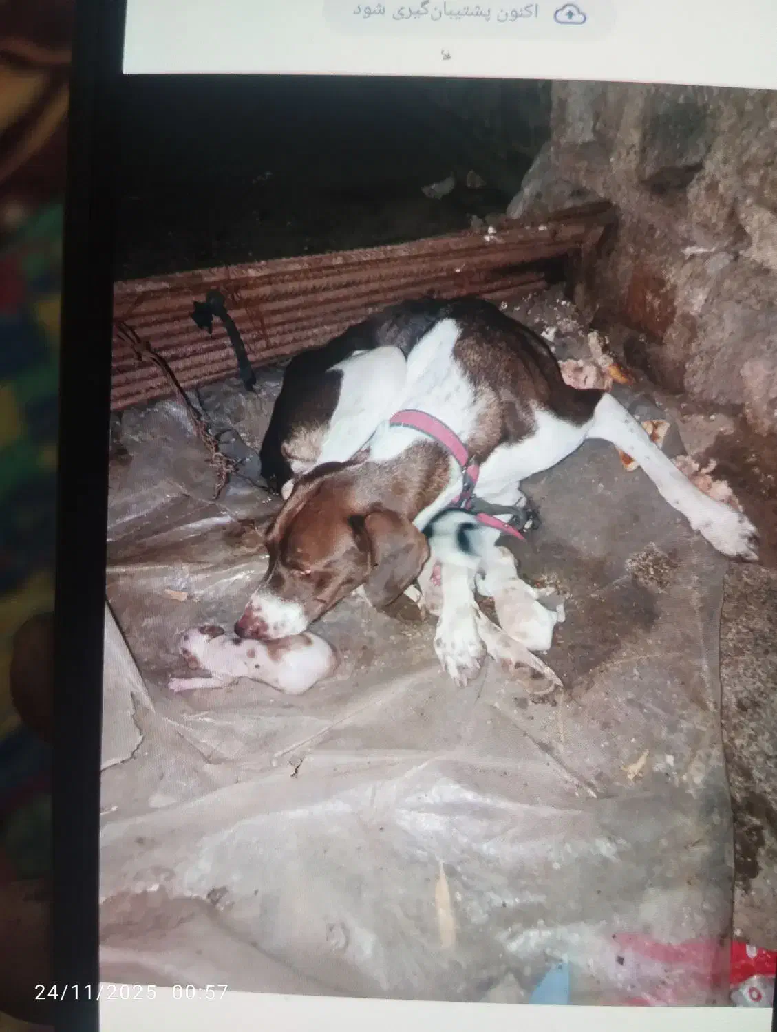 سگ گمشده|حیوانات|رامیان, |دیوار