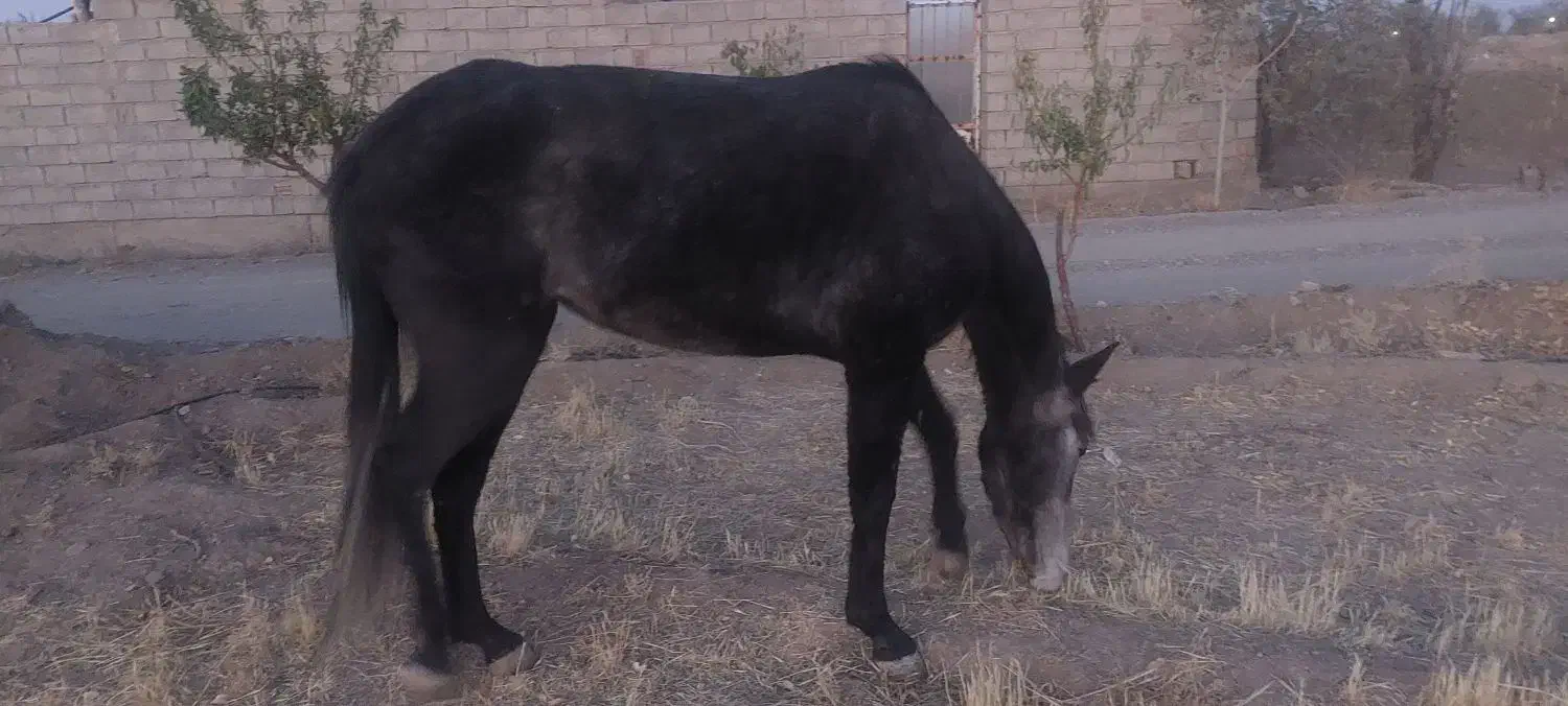 اسب مادیون|اسب و تجهیزات اسب‌سواری|فردوس (خراسان), |دیوار