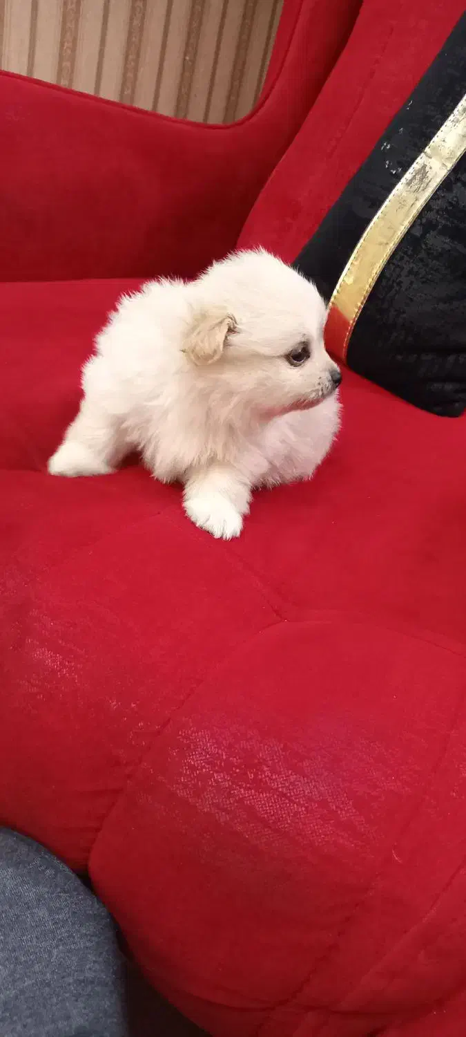 سه تا گل پسر|سگ|اسلام‌شهر, شهرک واوان|دیوار