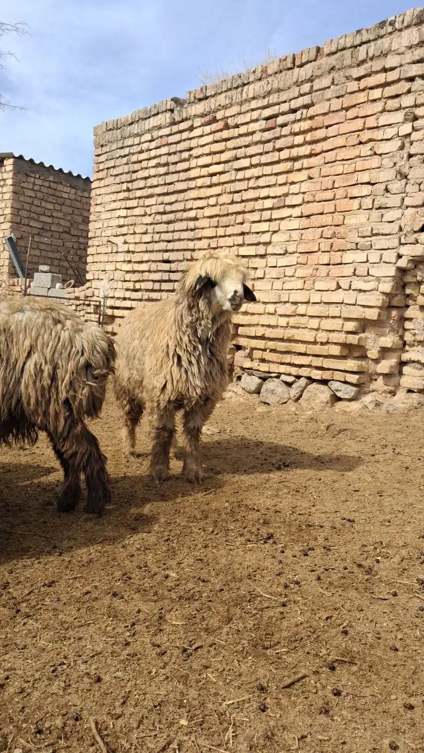 میش خوبو|حیوانات مزرعه|مرودشت, رودبال|دیوار