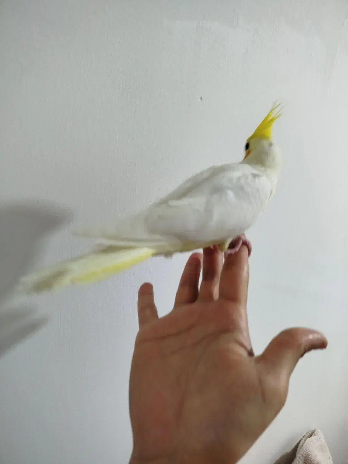 طوطی لتیونو سرلاکی|پرنده|آمل, |دیوار