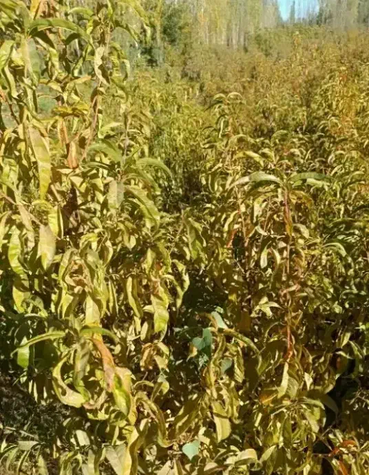 فروش به صورت تعداد بالا|گل و گیاه طبیعی|میاندوآب, |دیوار