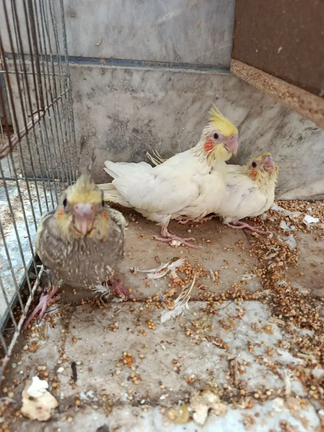 توجه قیمت شکن««عروس هلندی دستی دانخور لوتینو|پرنده|گرگان, |دیوار