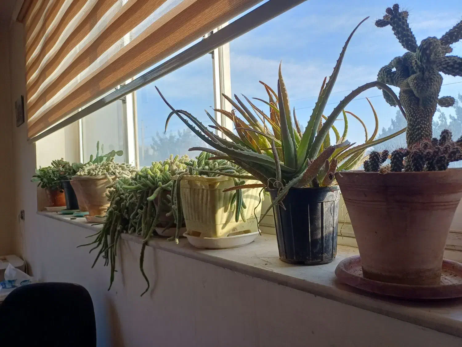 گل کاکتوس فروشی|گل و گیاه طبیعی|شاهرود, |دیوار