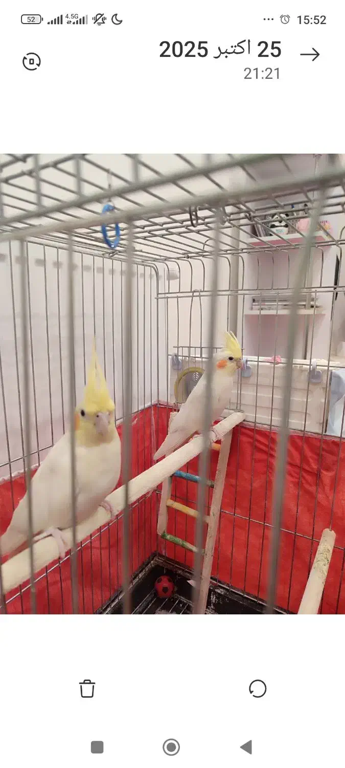 عروس هلندی|پرنده|قروه, |دیوار