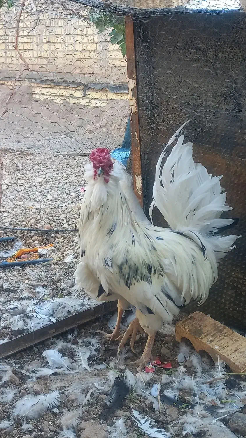 فروش تک خروس گلین کاکل ریش فول چهل تاج|حیوانات مزرعه|آباده, |دیوار