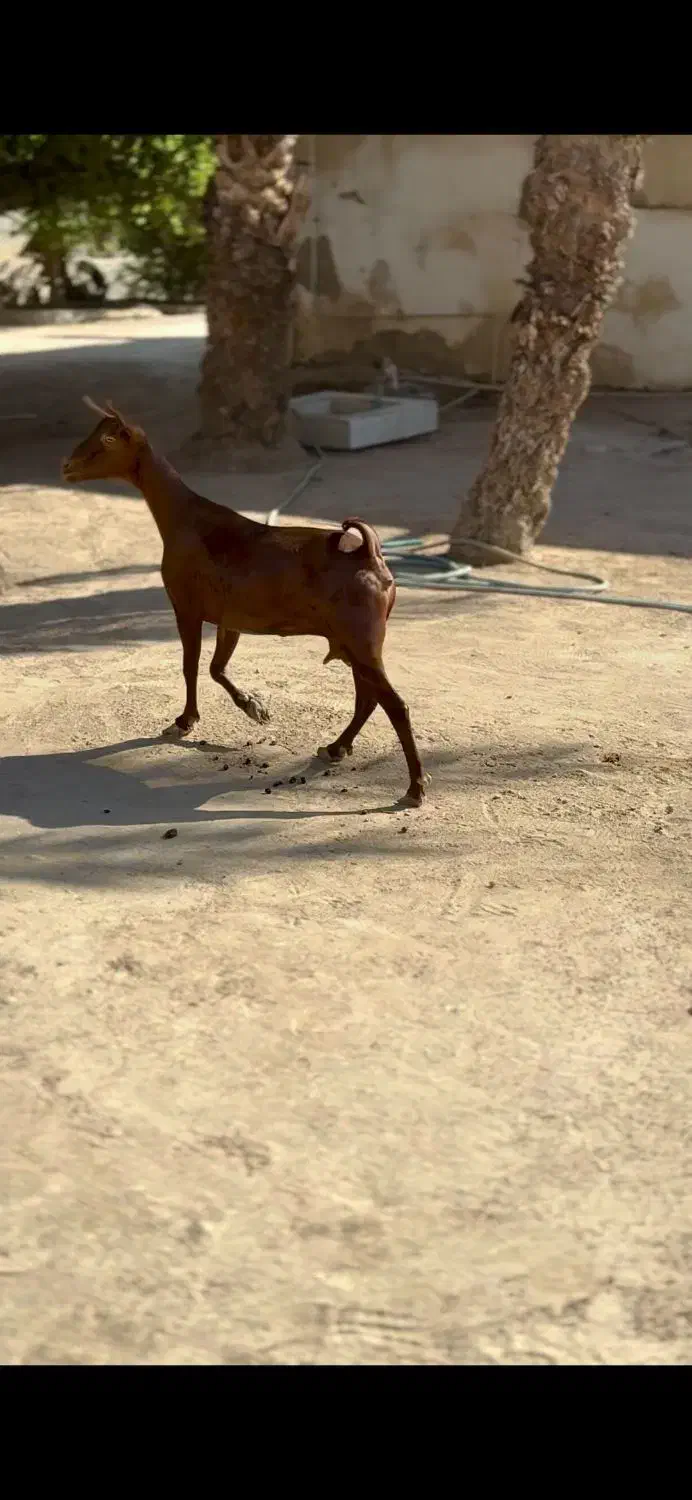 حیوون|حیوانات مزرعه|راور, |دیوار