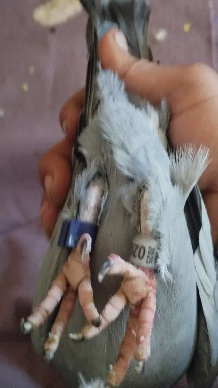 کفتر پیگو|پرنده|اهواز, بیست متری شهرداری|دیوار