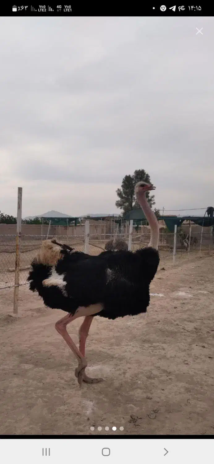 شترمرغ|حیوانات مزرعه|مشهد, انقلاب|دیوار