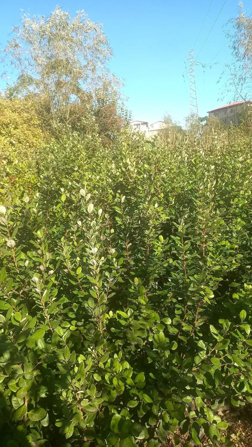 فوجی و گوآوا|خدمات باغبانی و درختکاری|آستارا, |دیوار