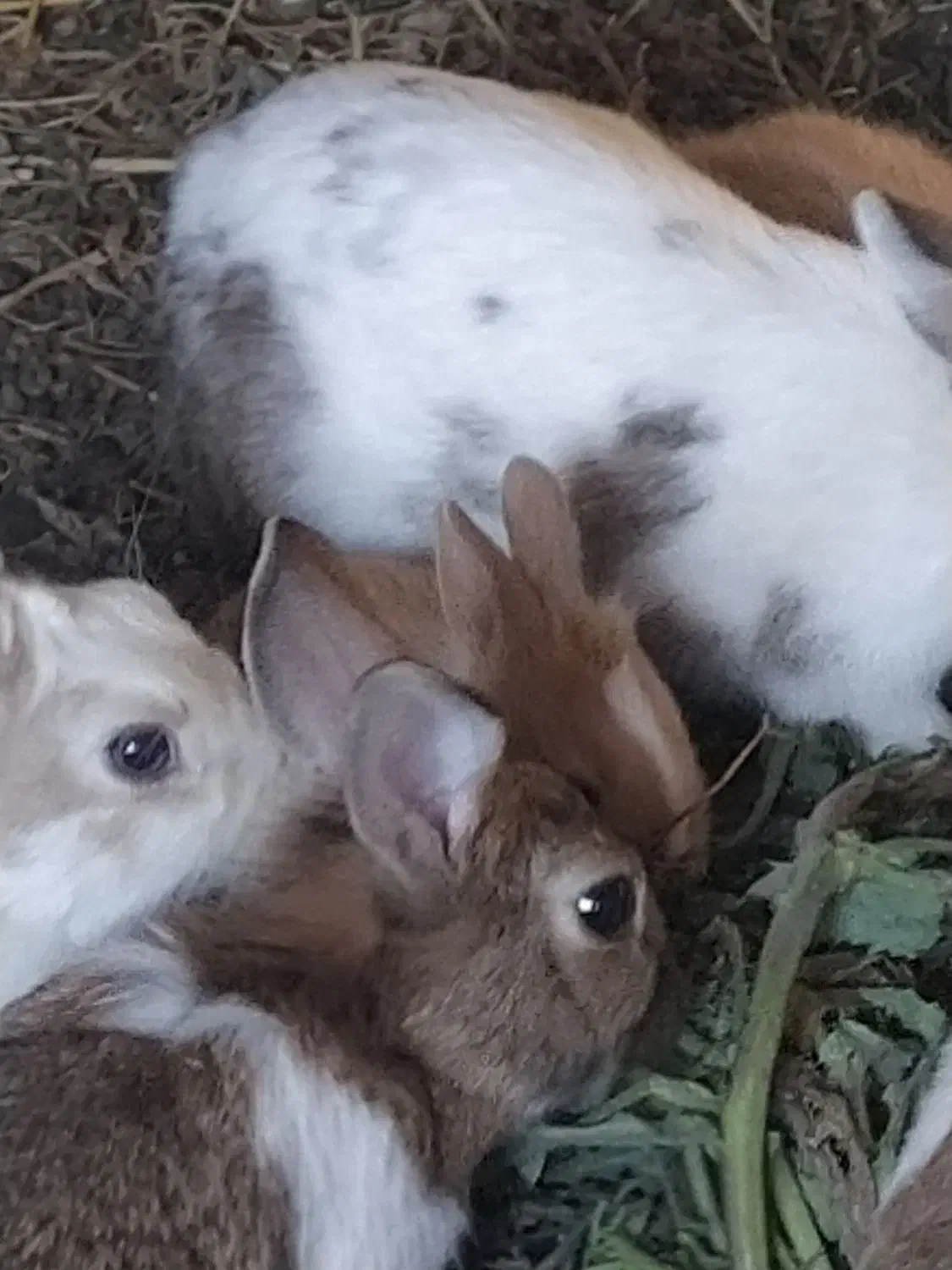 بچه خرگوش|موش و خرگوش|مشهد, امین آباد|دیوار