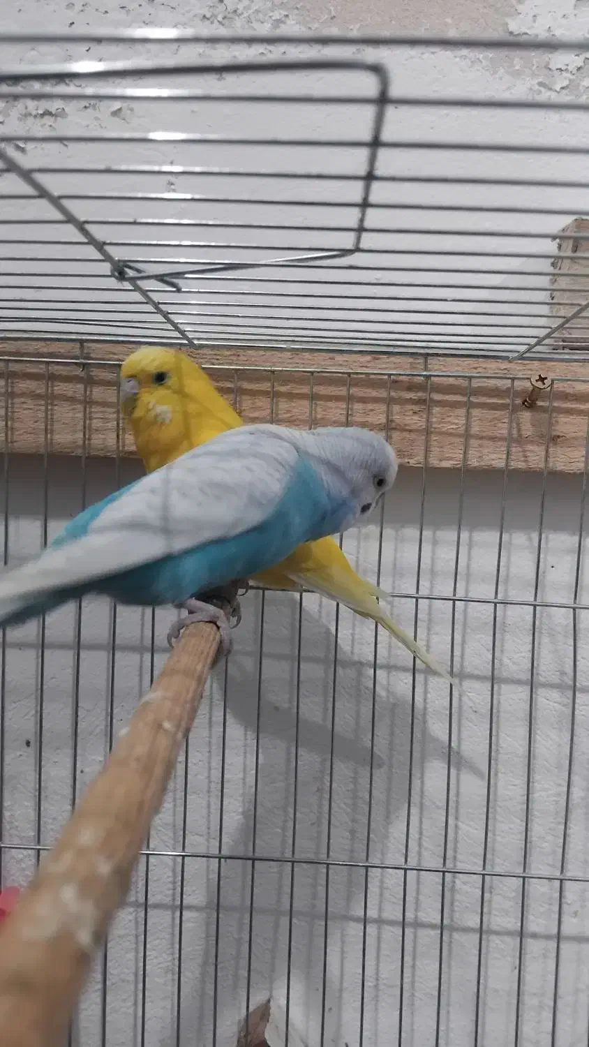 طوطی برزیلی بالغ و جوجه مرغ عشق مولد با تخم و جوجه|پرنده|رشت, حمیدیان|دیوار